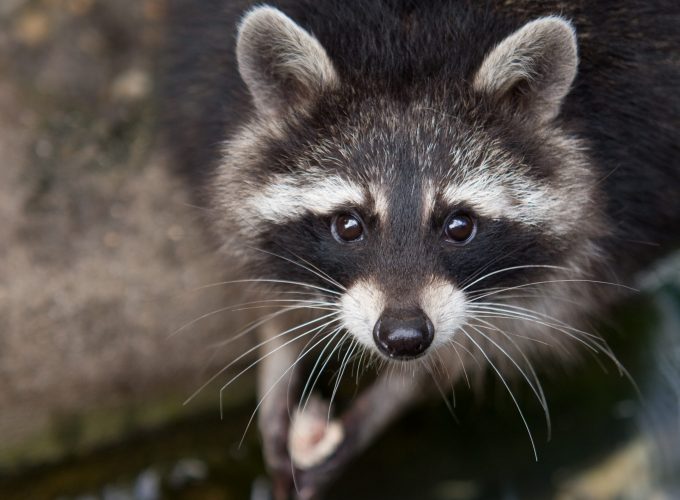 Wallpaper raccoon, eyes, look, fur, close up, nature, animal, Animals 3366914971